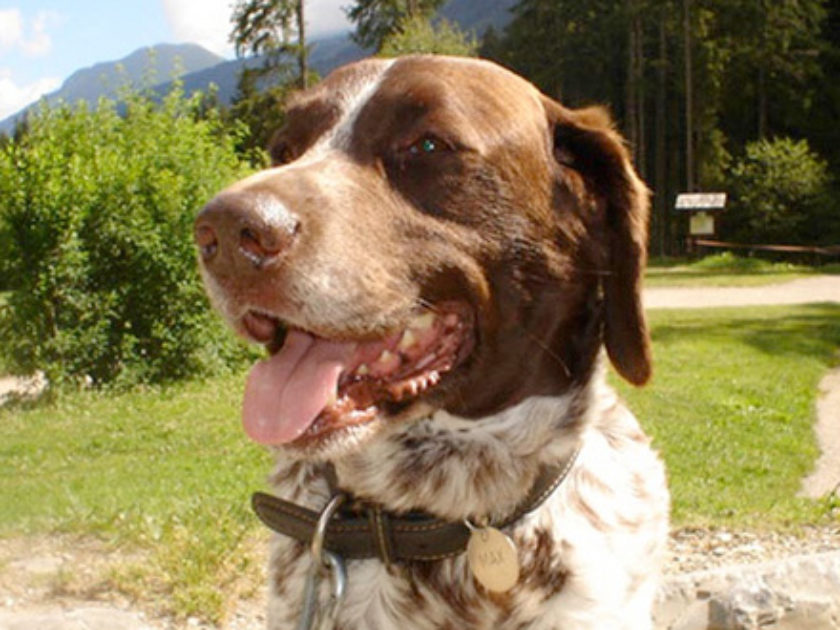 Braco de Auvergne