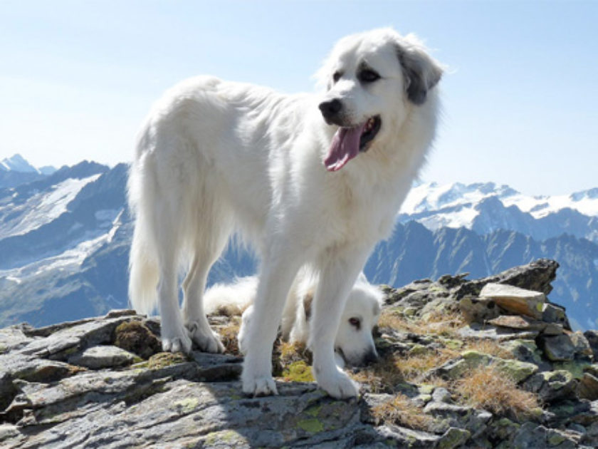 Cão da Montanha dos Pireneus