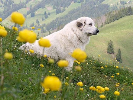 Raça Cão da Montanha dos Pireneus - Crédito: http://www.flickr.com/photos/von-marazzi/