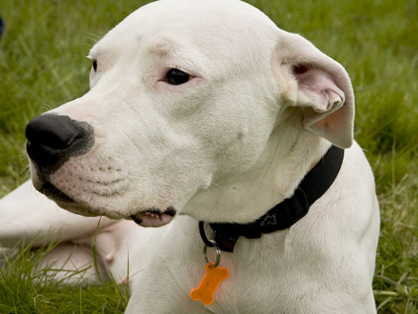 Dogue Argentino