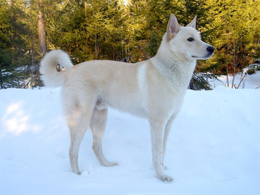 Cão do Canaã