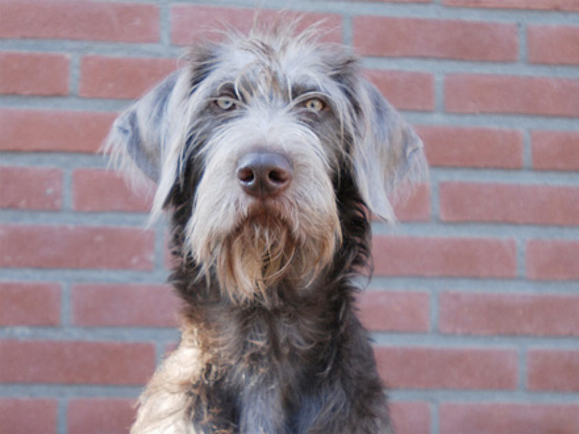 Braco Eslovaco de Pelo Duro