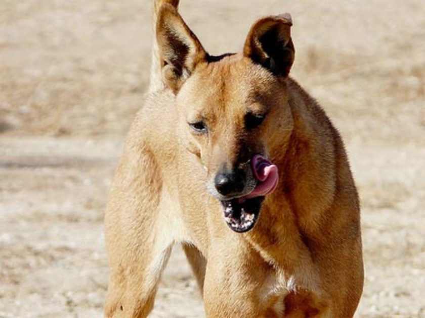 Cão da Carolina