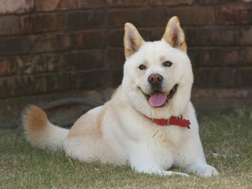 Cão Jindo da Coréia