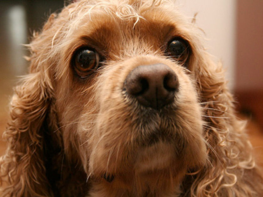 Cocker Spaniel Americano