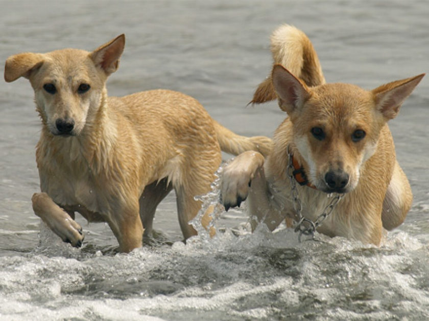 Cão de Taiwan