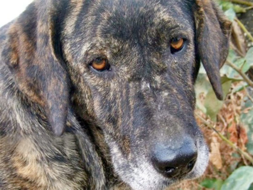 Cão de Castro Laboreiro