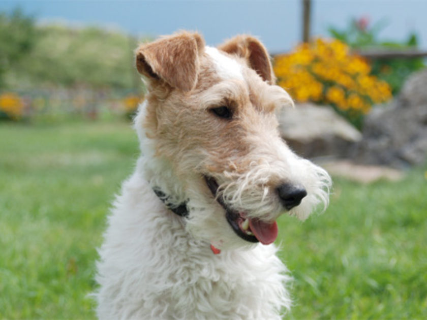 Fox Terrier Pelo de Arame