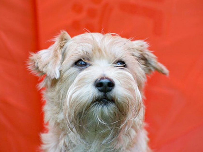 Cão de Guarda Holandês