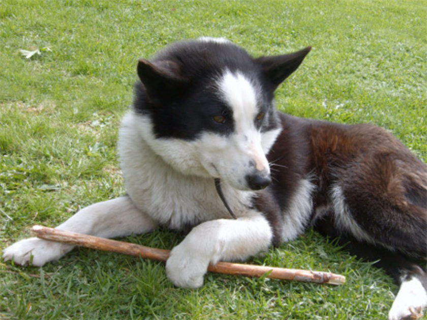 Cão de Ursos da Carélia