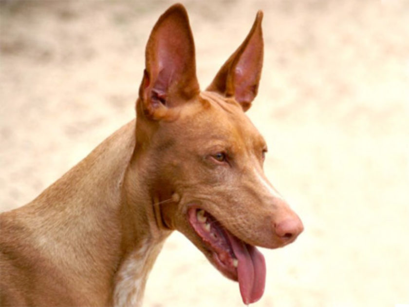 Cão do Faraó