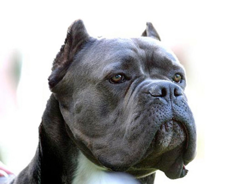 Cão Corso Italiano