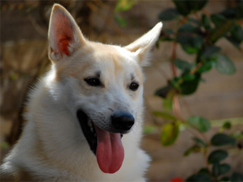 Buhund Norueguês