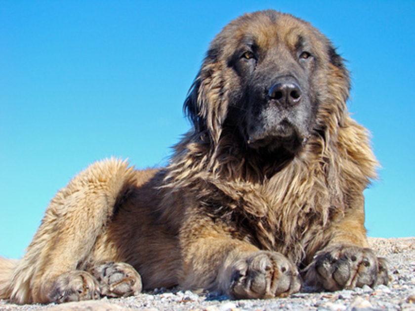 Cão da Serra da Estrela