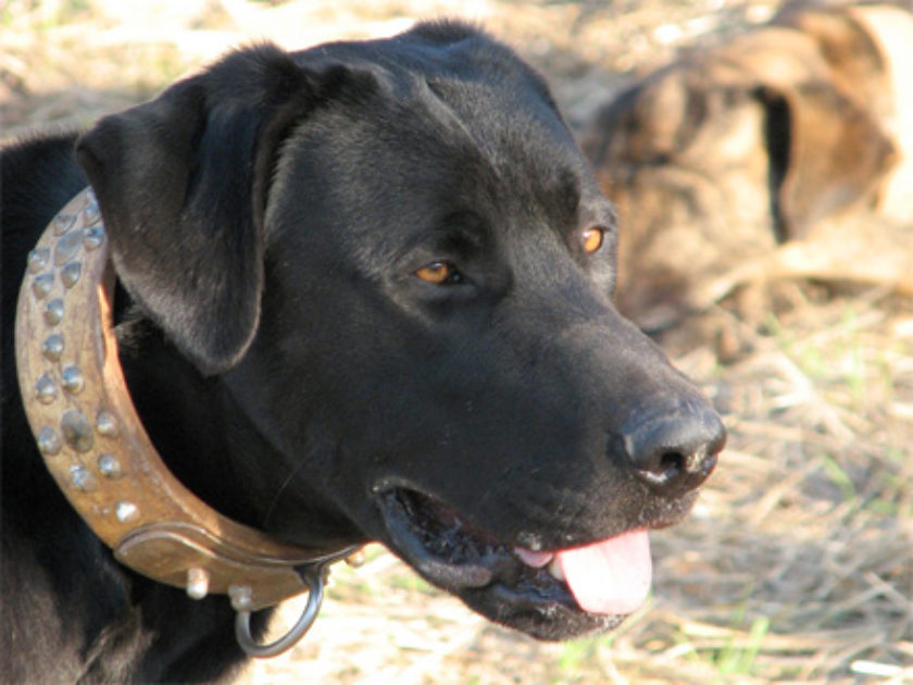 Cão de Bestiar