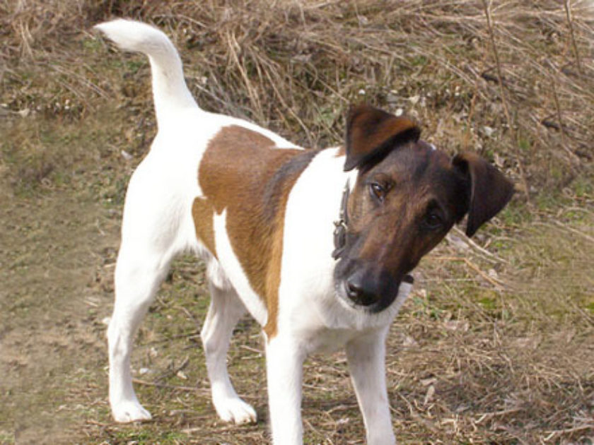 Fox Terrier de Pelo Liso