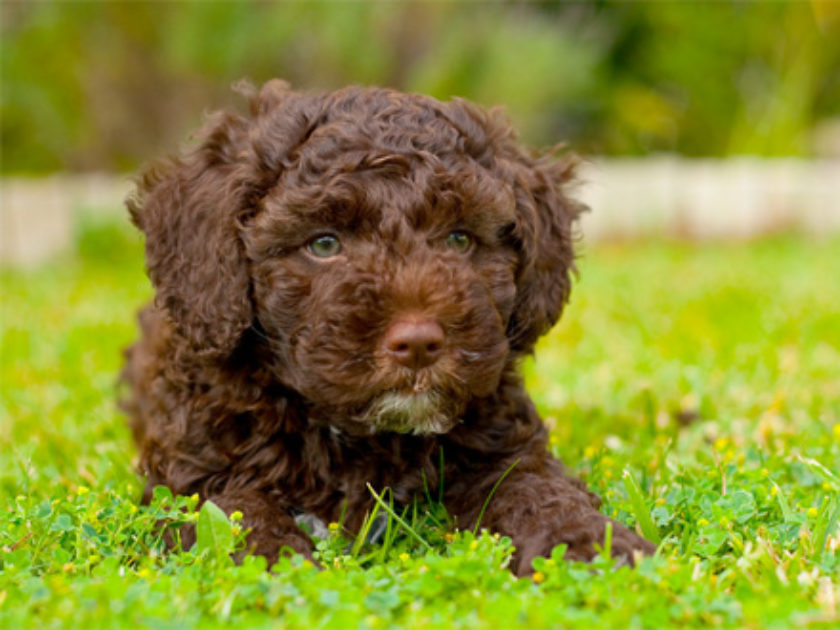 Cão d'Água Espanhol