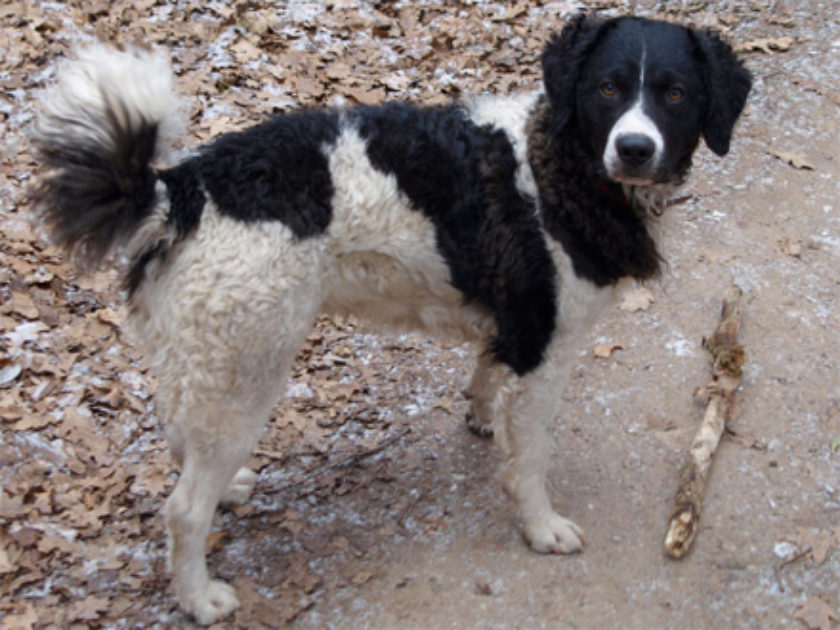 Cão d'Água Frisão