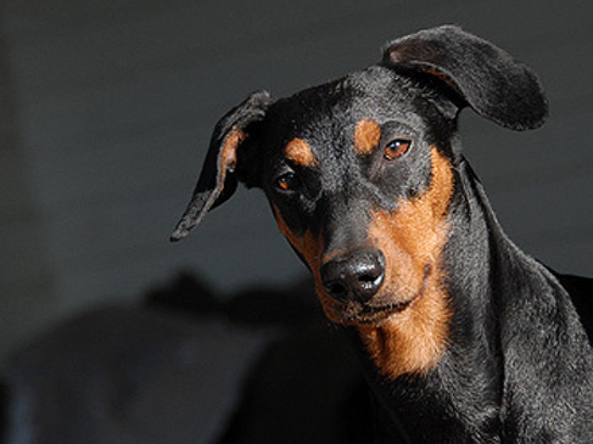 Pinscher Alemão