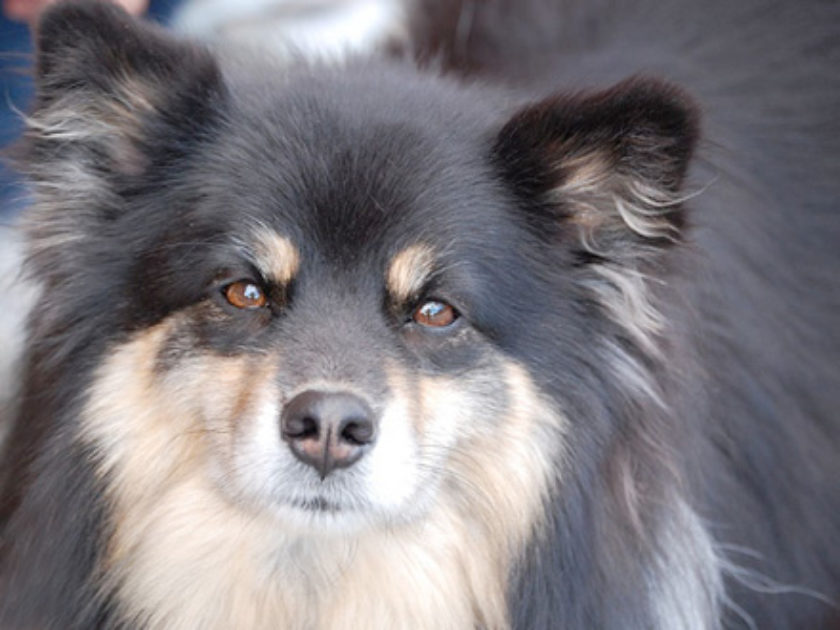 Cão Finlandês da Lapônia