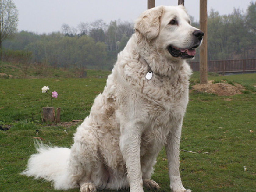 Kuvasz