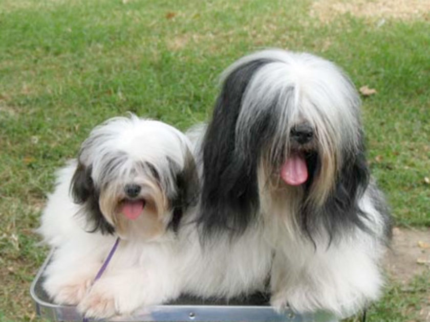 Cão Lamalês Americano