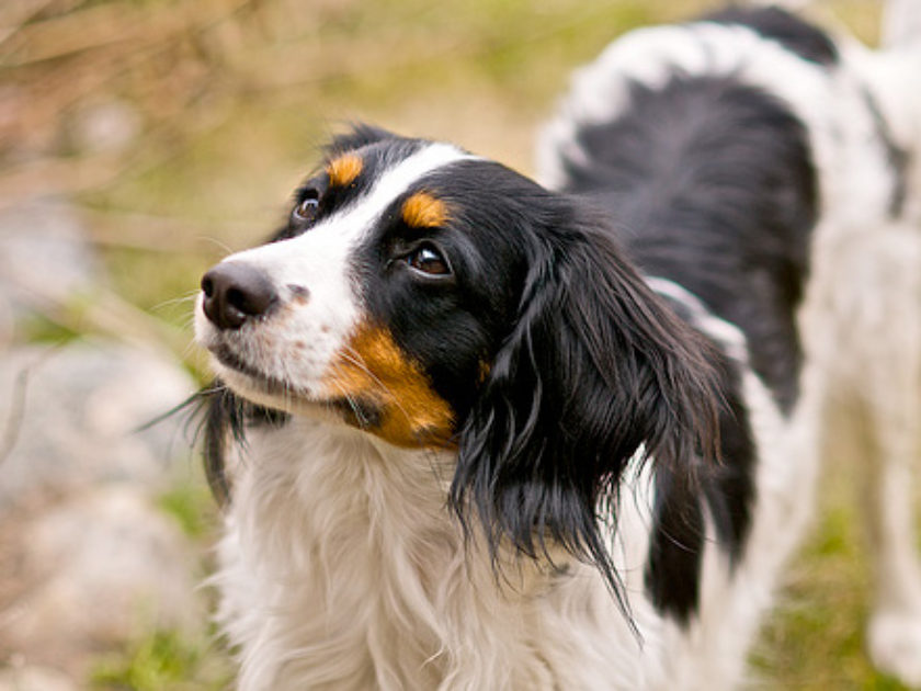 Cão d'Água Holandês