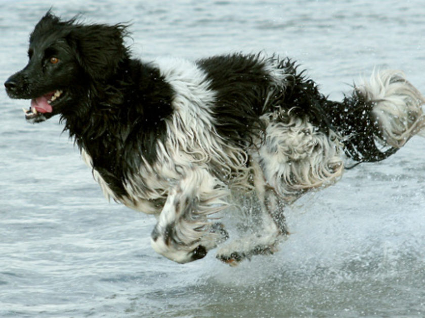 Cão de Aponte Frisão