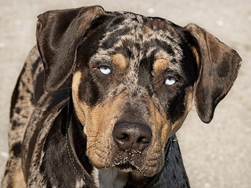 Cão Leopardo Catahoula