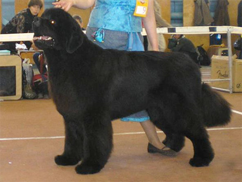 Cão Pastor Egípcio de Armant