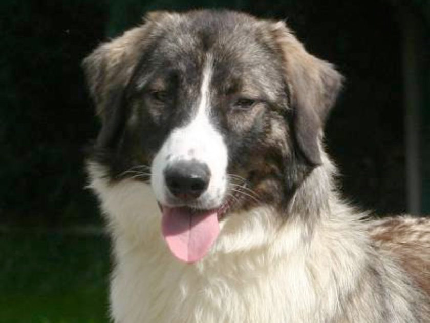 Cão Pastor Romeno Carpatiano