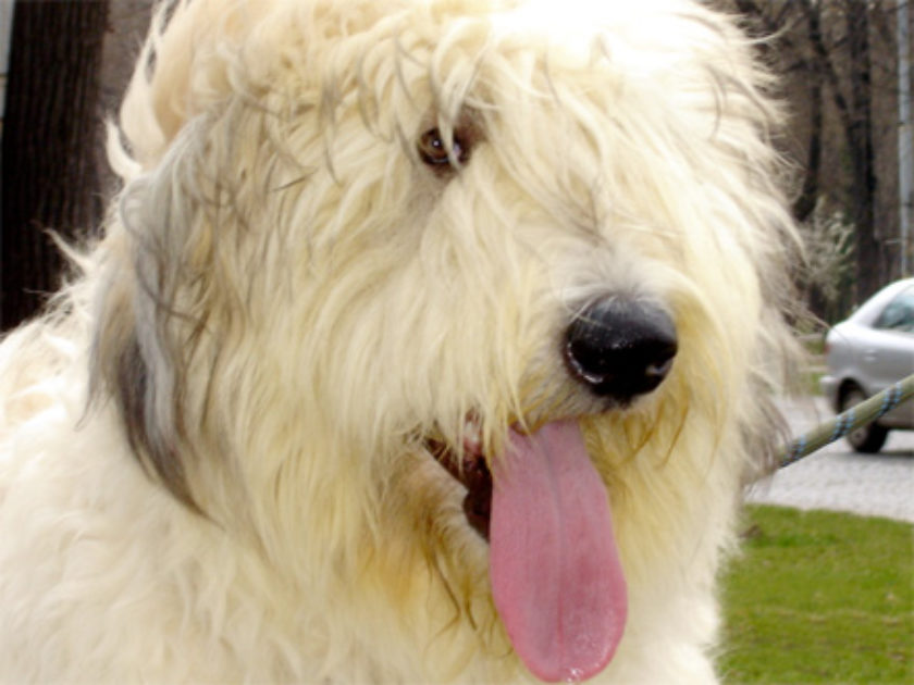 Cão Pastor Romeno Miorítico