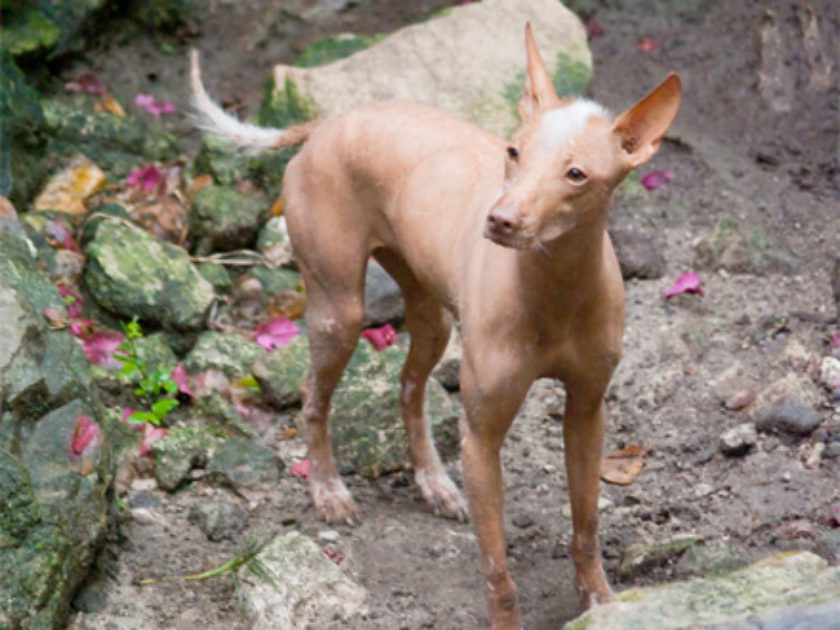 Cão Pelado Mexicano