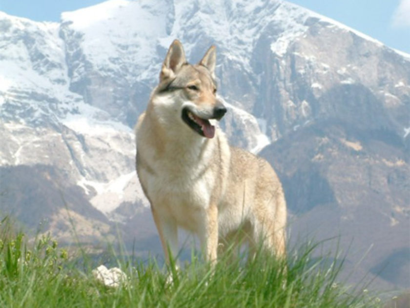 Cão Lobo Checoslovaco