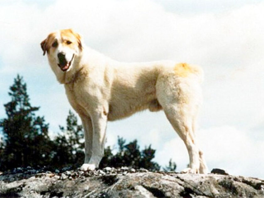 Cão Pastor da Ásia Central