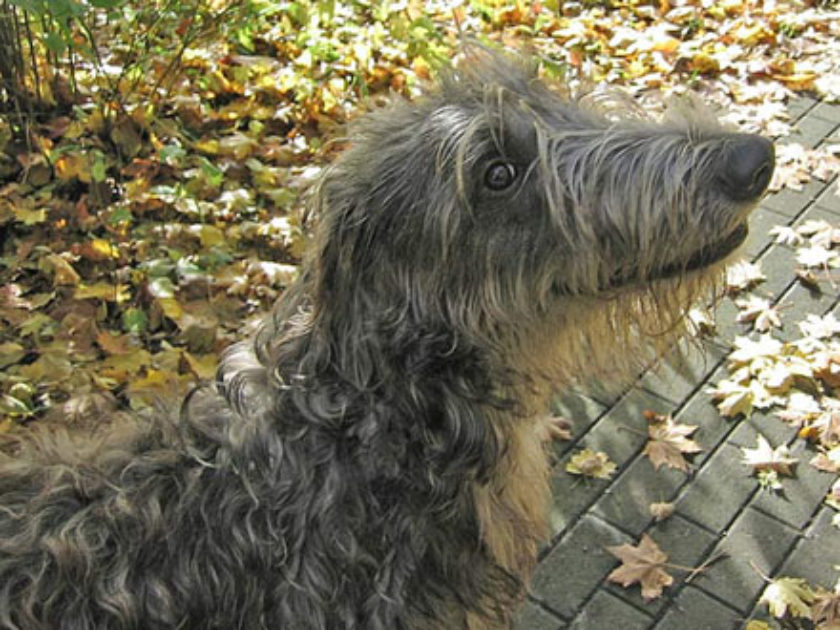 Deerhound - Cão Veadeiro Escocês