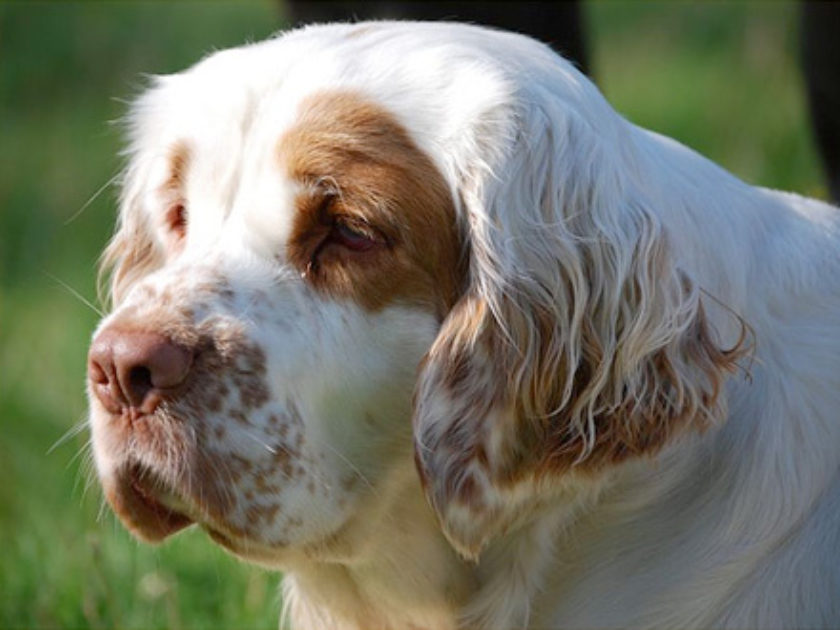 Clumber Spaniel