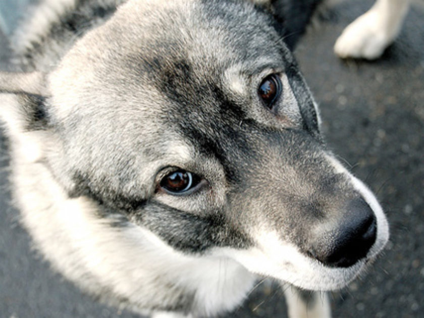 Cão Sueco de Caça ao Cervo