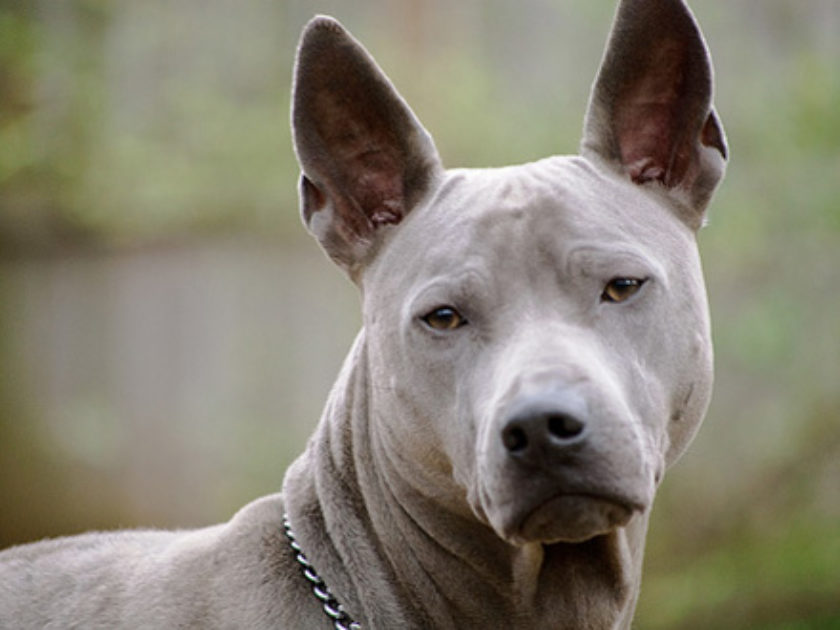 Cão Tailandês de Crista Dorsal