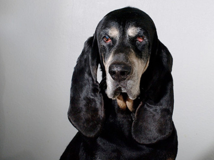 Coonhound Preto e Castanho