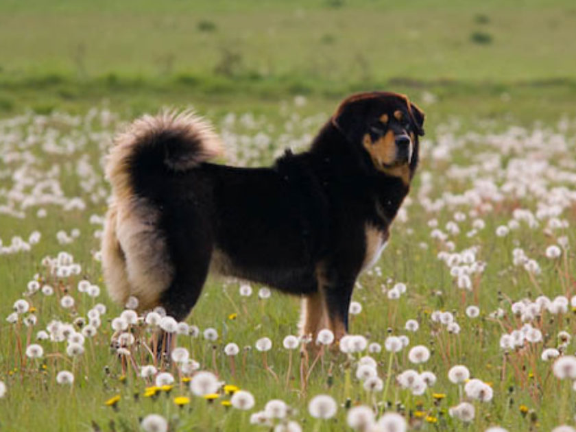 Dogue do Tibete