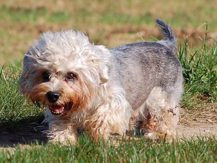 Dandie Dinmont Terrier