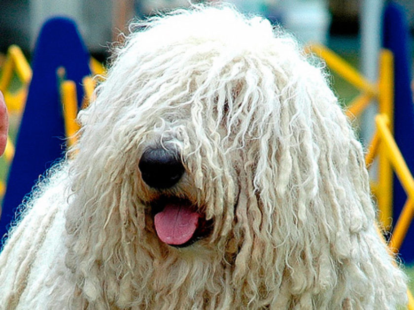 Komondor