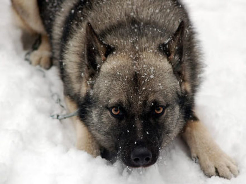 Elkhound Norueguês Cinza