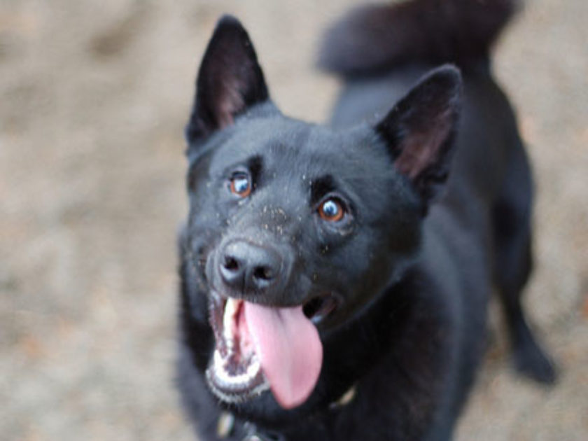 Elkhound Norueguês Preto