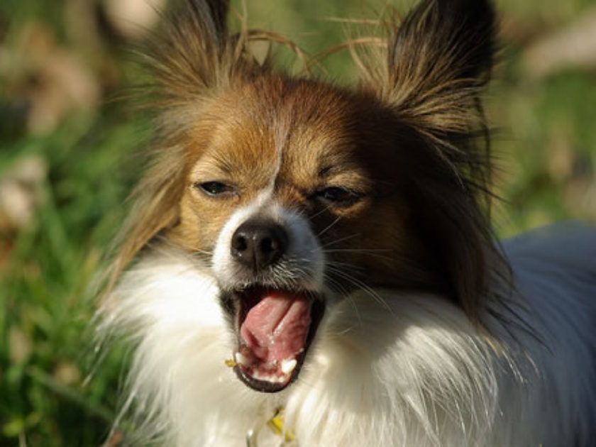 Papillon - Spaniel Anão Continental