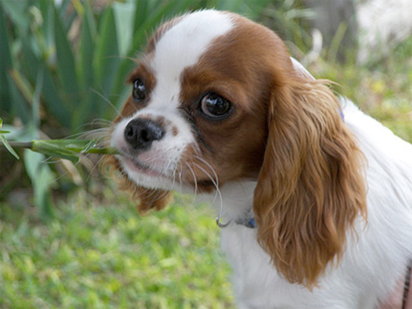 Cavalier King Charles Spaniel