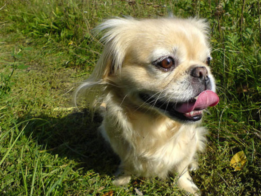 Spaniel Japonês - Chin