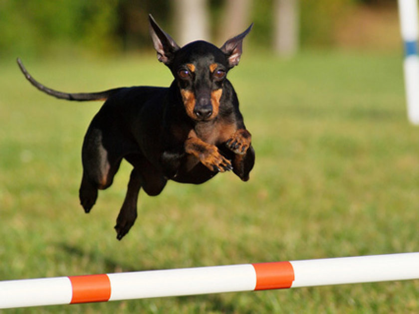 Manchester Terrier Toy