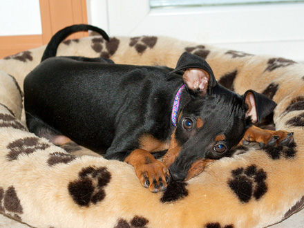 Raça Manchester Terrier Toy - Crédito: http://www.flickr.com/photos/valynda/448825038/